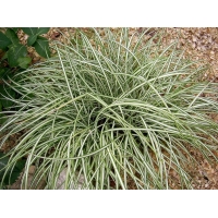 Carex ornithopoda'Variegata'