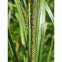Carex acuta