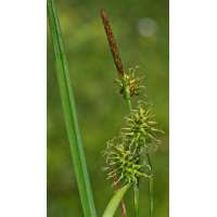 Carex flava