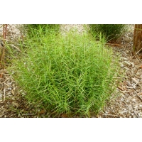 Carex muskingumensis'Little Midge'