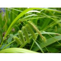 Carex pseudocyperus