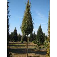 Carpinus betulus'Fastigiata' 