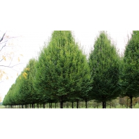 Carpinus betulus'Frans Fontaine' 