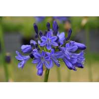 Agapanthus'Carla' 