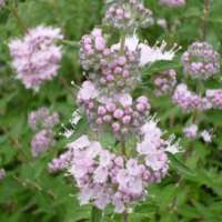 Caryopteris clandonensis'Pink Perfection' 