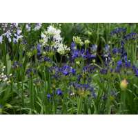 Agapanthus'Elegance blue' 