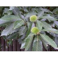 Castanea sativa 