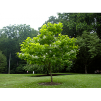 Catalpa bignonioides 