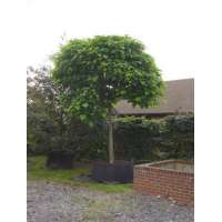 Catalpa bignonioides'Nana' 