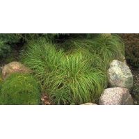 Carex carypophyllea'The Beatles'