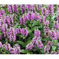 Nepeta nervosa'Pink Cat'