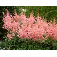 Astilbe arendsii'Cattleya' 