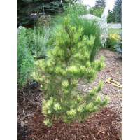 Pinus koraiensis'Oculis Dragonis' 