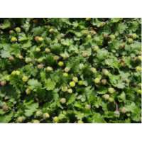 Leptinella dioica'Minima'