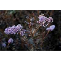 Ceanothus'Tuxedo' 