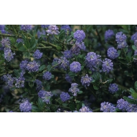 Ceanothus impressus'Victoria' 