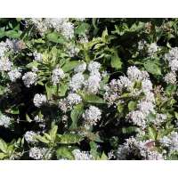 Ceanothus'Snow flurries' 