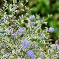 Ceanothus impresses'Cool Blue' 