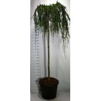 Cedrus libani'Atlantica Glauca Pendula' 