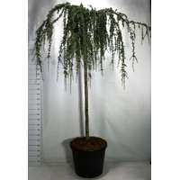 Cedrus libani'Atlantica Glauca Pendula' 