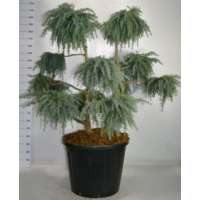 Cedrus deodara'Feelin' Blue' 