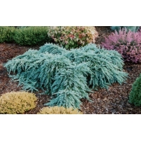 Cedrus deodara'Feelin'blue' 