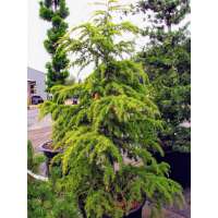 Cedrus deodara'Gold Cascade' 