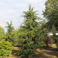 Cedrus libani brevifolia 
