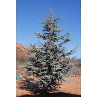 Cedrus libani'Glauca' 
