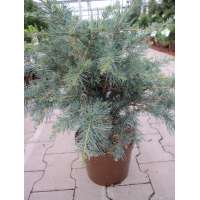 Cedrus deodara'Blue globe' 
