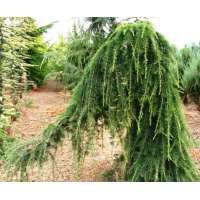 Cedrus deodara'Pendula' 