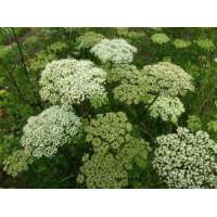 Cenolophium denudatum 