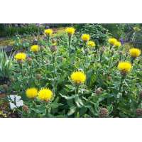 Centaurea macrocephala