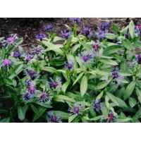 Centaurea montana'Grandiflora' 