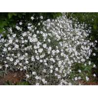 Cerastium tomentosum
