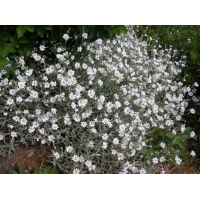 Cerastium tomentosum