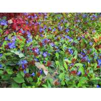 Ceratostigma plumbaginoides