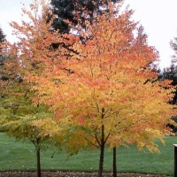Cercidiphyllum japonicum 