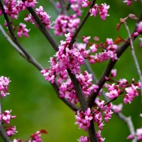 Cercis canadensis'Forest Pansy' 