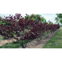 Cercis canadensis'Forest Pansy' 