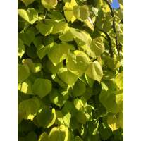 Cercis canadensis'Golden Falls' 