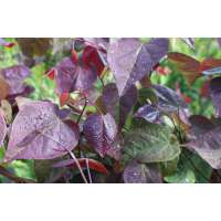 Cercis canadensis'Red force' 