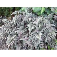 Athyrium nipponicum'Silver Falls'