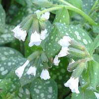 Pulmonaria'Ice Ballet'