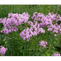 Phlox amplifolia'Apanatchi'