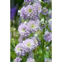 Delphinium'Moonlight'