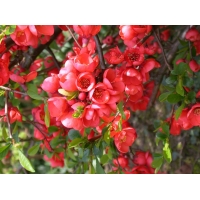 Chaenomelis speciosa'Rubra' 