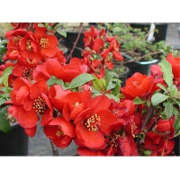 Chaenomelis superba'Crimson and Gold' 