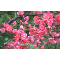 Chaenomelis superba'Pink Lady' 