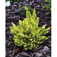 Chamaecyparis obtusa'Tetragona Aurea' 